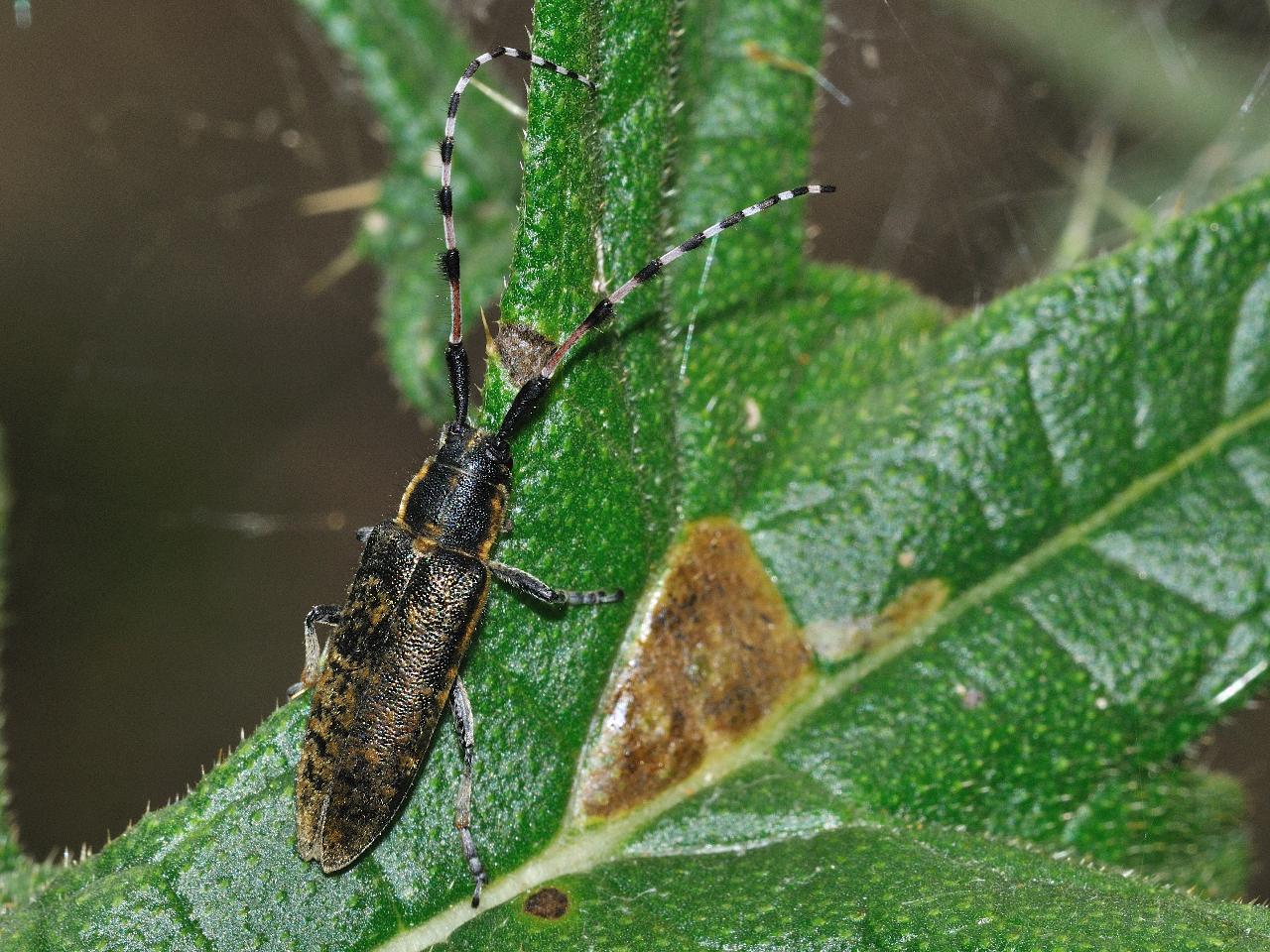 Agapanthia (Epoptes) sicula malmerendii